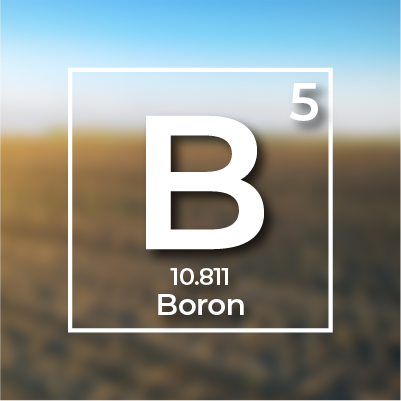 Bor (B)