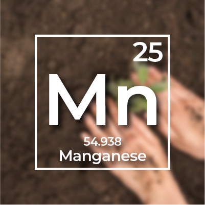 Mangan (Mn)